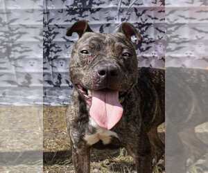 American Pit Bull Terrier-Unknown Mix Dogs for adoption in Oakhurst, NJ, USA