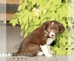 Small #2 Border Collie