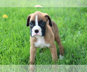 Boxer Puppy for sale in SHILOH, OH, USA