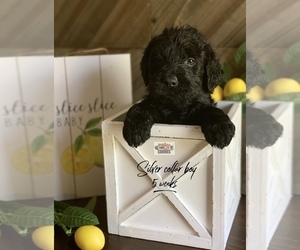 Labradoodle Puppy for sale in PAW PAW, MI, USA