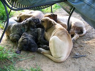 Presa Canario Puppy for sale in CANTON, GA, USA