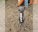 Small #1 Blue Lacy Mix