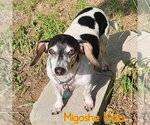 Small #3 Dachshund Mix
