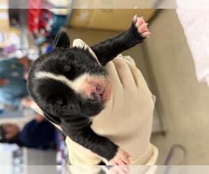 Mutt Dogs for adoption in Riverside, CA, USA