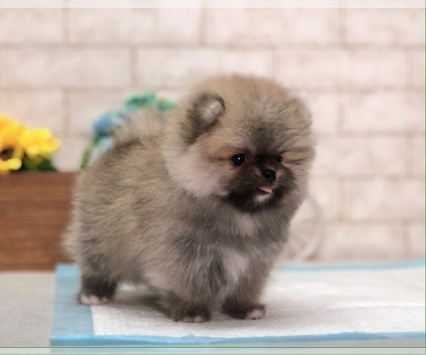 Medium Photo #4 Pomeranian Puppy For Sale in SEATTLE, WA, USA