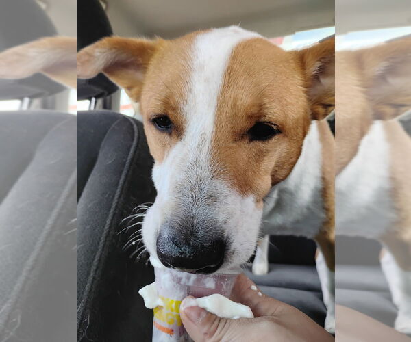 Medium Photo #3 Mutt Puppy For Sale in Evansville, IN, USA
