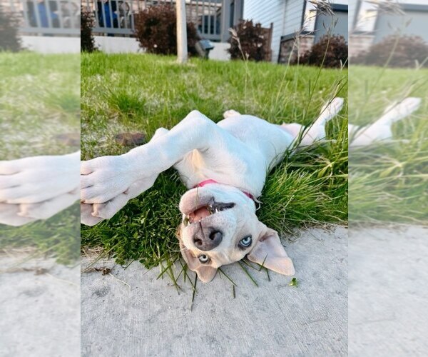 Medium Photo #10 Great Dane-Unknown Mix Puppy For Sale in Lakewood, CO, USA