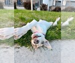 Small #9 Great Dane Mix