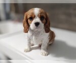 Small Photo #6 Cavalier King Charles Spaniel Puppy For Sale in CLARK, MO, USA