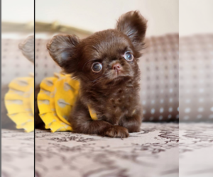 Chihuahua Puppy for sale in BURLINGTON, NC, USA