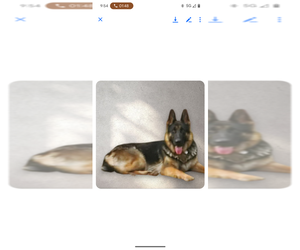 Mother of the German Shepherd Dog puppies born on 10/24/2025