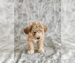 Small Photo #4 Bichpoo Puppy For Sale in GREENWOOD, WI, USA