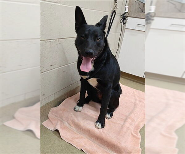 Medium Photo #1 German Shepherd Dog-Pointer Mix Puppy For Sale in Santa Maria, CA, USA