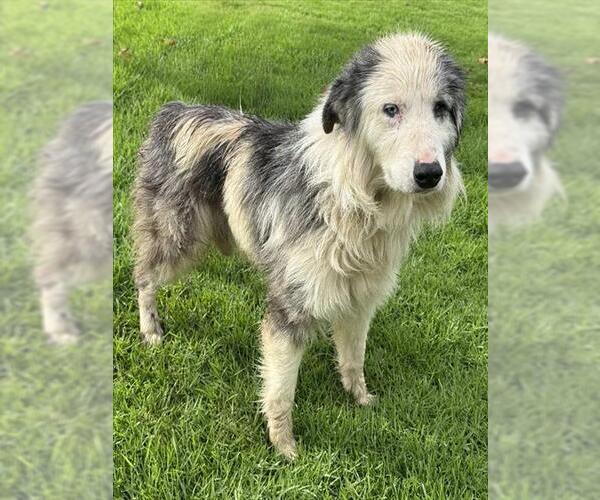 Medium Photo #1 Australian Shepherd Puppy For Sale in Riverside, CA, USA