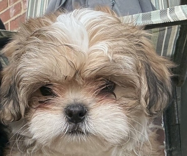 Medium Photo #1 Shih Tzu Puppy For Sale in MINNEAPOLIS, MN, USA