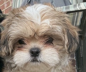 Shih Tzu Puppy for sale in MINNEAPOLIS, MN, USA