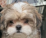 Small Shih Tzu