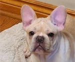 Small Photo #1 French Bulldog Puppy For Sale in LEES SUMMIT, MO, USA