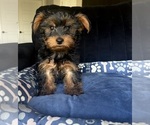 Small Yorkshire Terrier