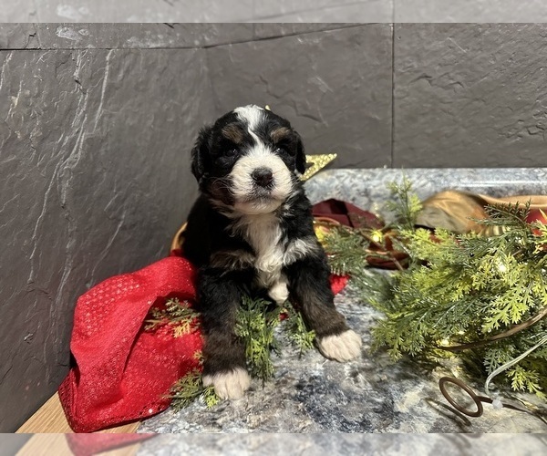 Medium Photo #12 Bernedoodle Puppy For Sale in ATHENS, WI, USA