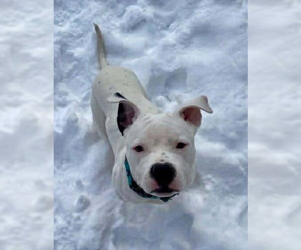 Medium Photo #1 American Bulldog-Unknown Mix Puppy For Sale in Strongsville, OH, USA