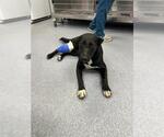 *MAGGIE - Female Shollie Dog for Adoption - Small photo