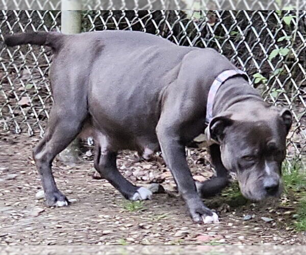 Medium Photo #4 American Pit Bull Terrier Puppy For Sale in Olalla, WA, USA