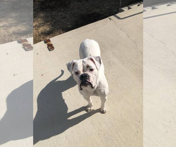 Medium Photo #2 Boxer Puppy For Sale in Dumont, NJ, USA