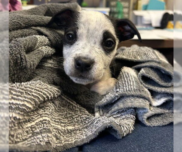 Medium Photo #1 Mutt Puppy For Sale in San Bernardino, CA, USA