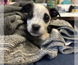 Mutt Dogs for adoption in San Bernardino, CA, USA