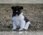 Small #15 Akita