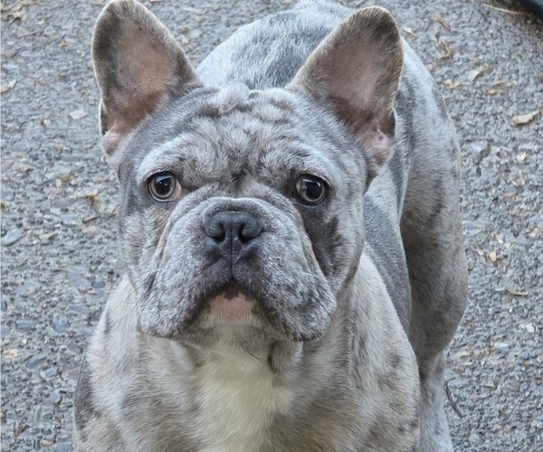Medium Photo #1 French Bulldog Puppy For Sale in SPRINGFIELD, OR, USA