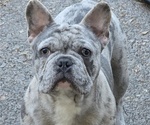 Small French Bulldog