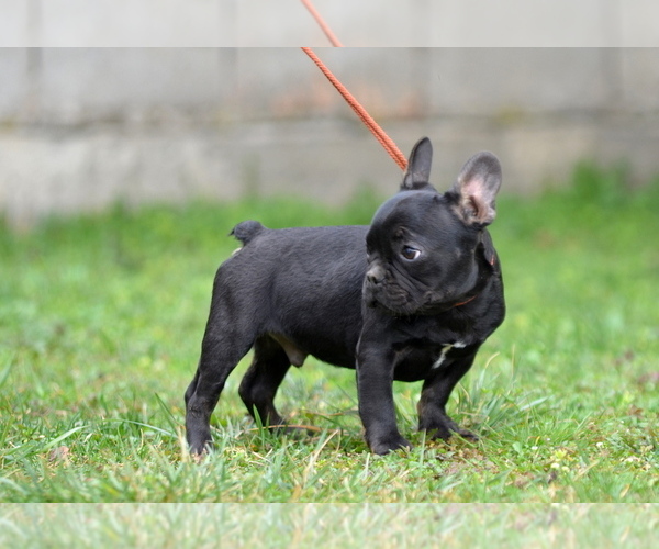 Medium Photo #17 French Bulldog Puppy For Sale in Kiskoros, Bacs-Kiskun, Hungary