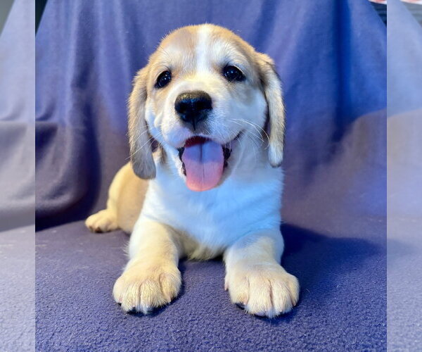 Medium Photo #1 Beagle-Great Pyrenees Mix Puppy For Sale in Brooklyn Center, MN, USA