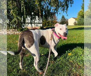 Daisy - Female American Staffordshire Terrier-Unknown Mix Dog for Adoption - Photo #2