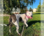 Small Photo #2 American Staffordshire Terrier-Unknown Mix Puppy For Sale in Shillington, PA, USA