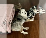 Small #7 Australian Shepherd