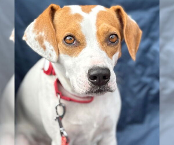 Medium Photo #13 Beagle-Unknown Mix Puppy For Sale in Canton, CT, USA