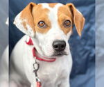 Small #12 Beagle Mix