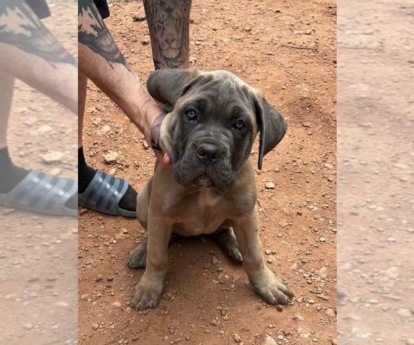 Medium Photo #15 Cane Corso Puppy For Sale in ROCKMART, GA, USA