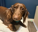 Small Photo #1 Dachshund Puppy For Sale in SMYRNA, TN, USA