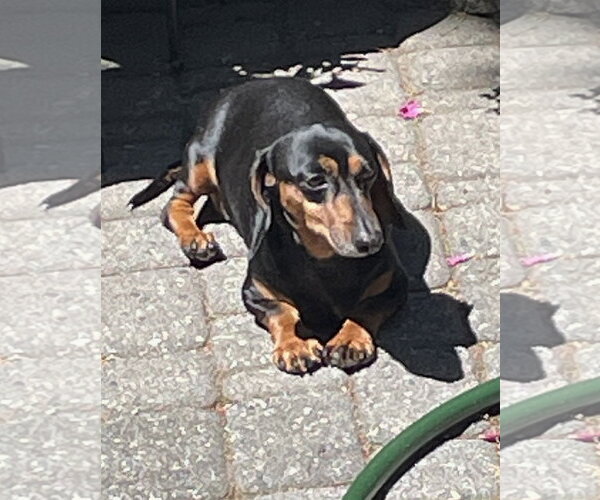Medium Photo #2 Dachshund Puppy For Sale in Shelbyville, TN, USA