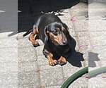 Small #1 Dachshund