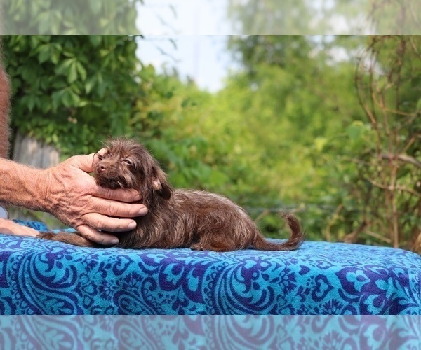 Medium Photo #11 Poodle (Toy)-YorkiePoo Mix Puppy For Sale in DYERSBURG, TN, USA