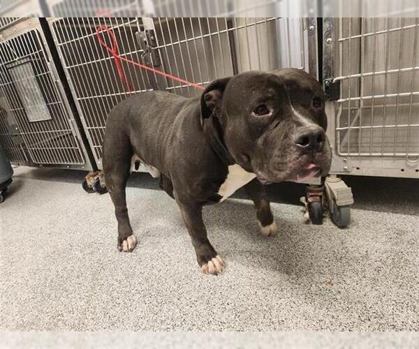 Medium Photo #1 Mutt Puppy For Sale in Houston, TX, USA