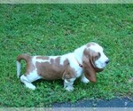 Small Photo #4 Basset Hound Puppy For Sale in LANEXA, VA, USA