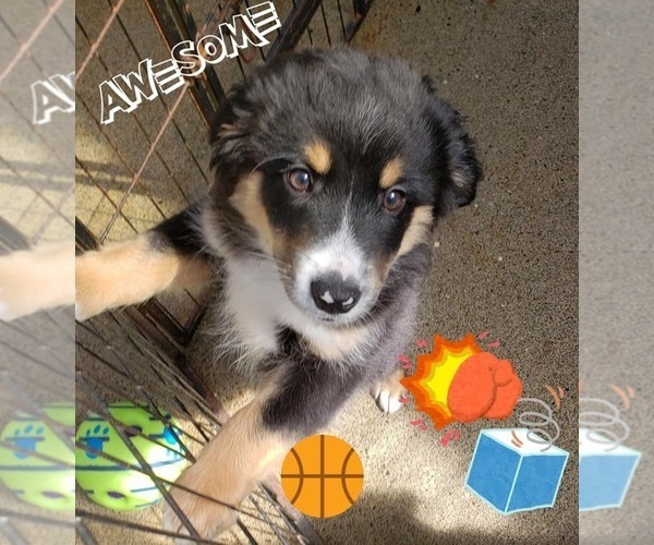 Medium Photo #1 Miniature American Shepherd Puppy For Sale in FLORENCE, OR, USA