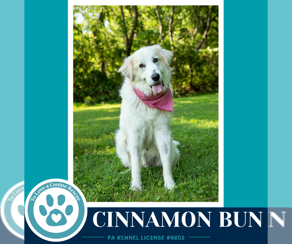Medium Photo #5 Great Pyrenees Puppy For Sale in Kimberton, PA, USA
