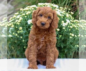 Goldendoodle (Miniature) Puppy for sale in EAST EARL, PA, USA